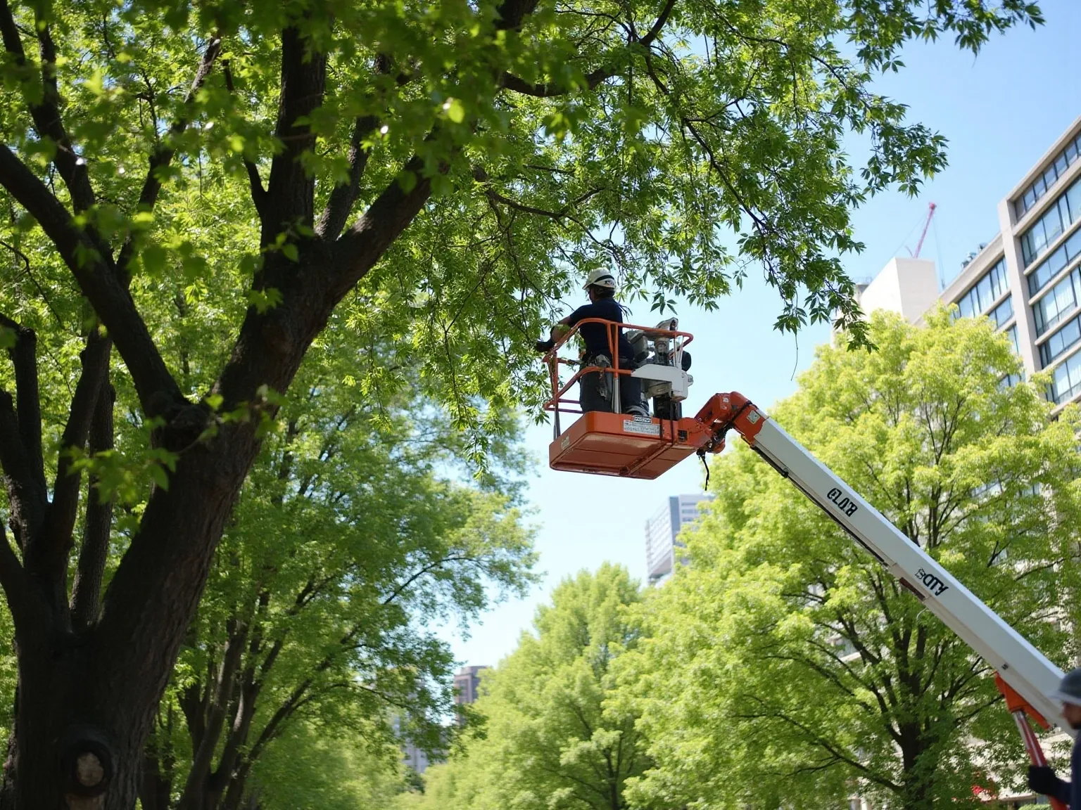 What is a Tree Trimming Lift Rental? Understanding Your Options