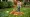 4 Benefits of Using a Small Electric Leaf Blower for Projects