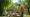 How to Rent Tree Trim Equipment: A Step-by-Step Guide to Finding the Best Deals