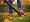 How to Rent a Leaf Blower: A Step-by-Step Guide for Beginners