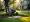 Where to Rent a Sod Cutter: Essential Steps for Project Managers