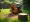 What You Need to Know About Stump Grinder Rental in Dallas, TX