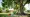 Best Practices for Selecting and Maintaining Tree Trimming Equipment
